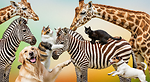 Animal Kingdom TV