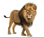 There are many wild animals in the zoo.