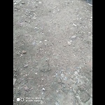 Fanny animals videos