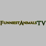 FunniestAnimalsTV