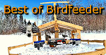 Best moments at my birdfeeder
