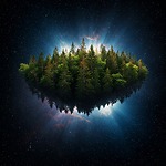 Forest From The Trees Tv