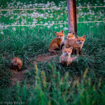 AnimalFun203