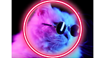 CatnessOverload | free cat therapy | funny videos daily