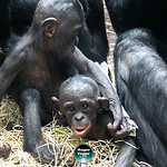 SloggerVloggerBonoboApes