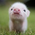 Daily Animal videos!