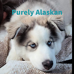 Purely Alaskan