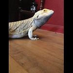 Spike's Life