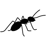 Ant Survive The Night