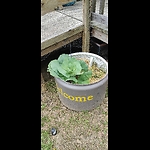 Back Yard Gardening