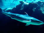 Underwater Living beings