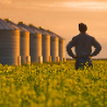Farming Fever