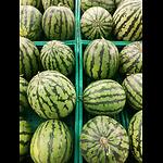 watermelons