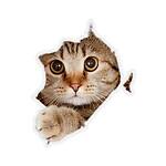 CatFun24