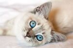 lolo cute cat