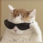 Funny animals clips 🐶