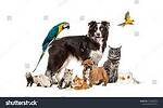 PETSANDANIMALSWORLD