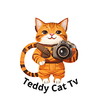 Teddy Cat Tv