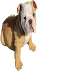 Ollie the English bulldog