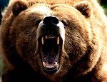 The Bear