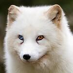 ArcticFox