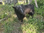 The Cluckin' Goat Show