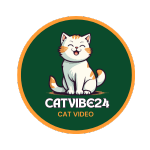 cat video