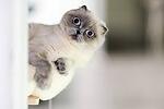 Funny animal videos