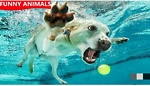 Funny animals video