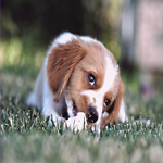 Different types dog's funny videos