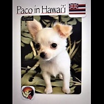 Paco in Hawaii