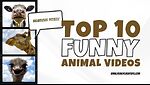Funny Animmal video