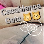 Casablanca Cats