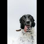 Funnyanimals969