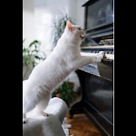 Funny videos of all kind of animals