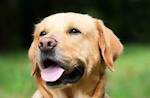 ButterDog