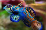 colorful fish