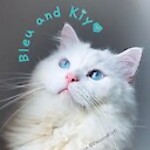 Bleu and Kiyo Cats