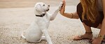 Dog Training Revolution