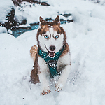 Husky Squad