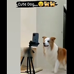 Good dog,nice.