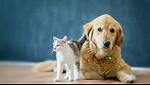 fluffy pets