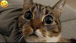 Funny Animal Pett