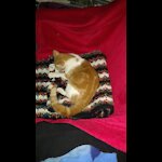 My Fur-babies & others