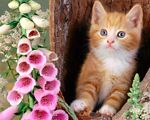 TheAnimalConnection
