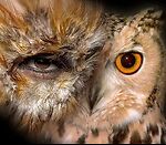 Shapeshifter