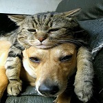 Funny Cats and Dogs