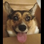 Corgi Videos