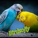 Birdzofly