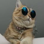 Kittens and Cats Funny